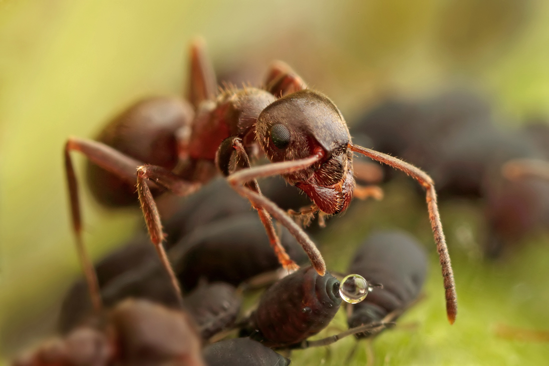 2010 (6) JUNE Black Ant eating honeydew from Aphids 